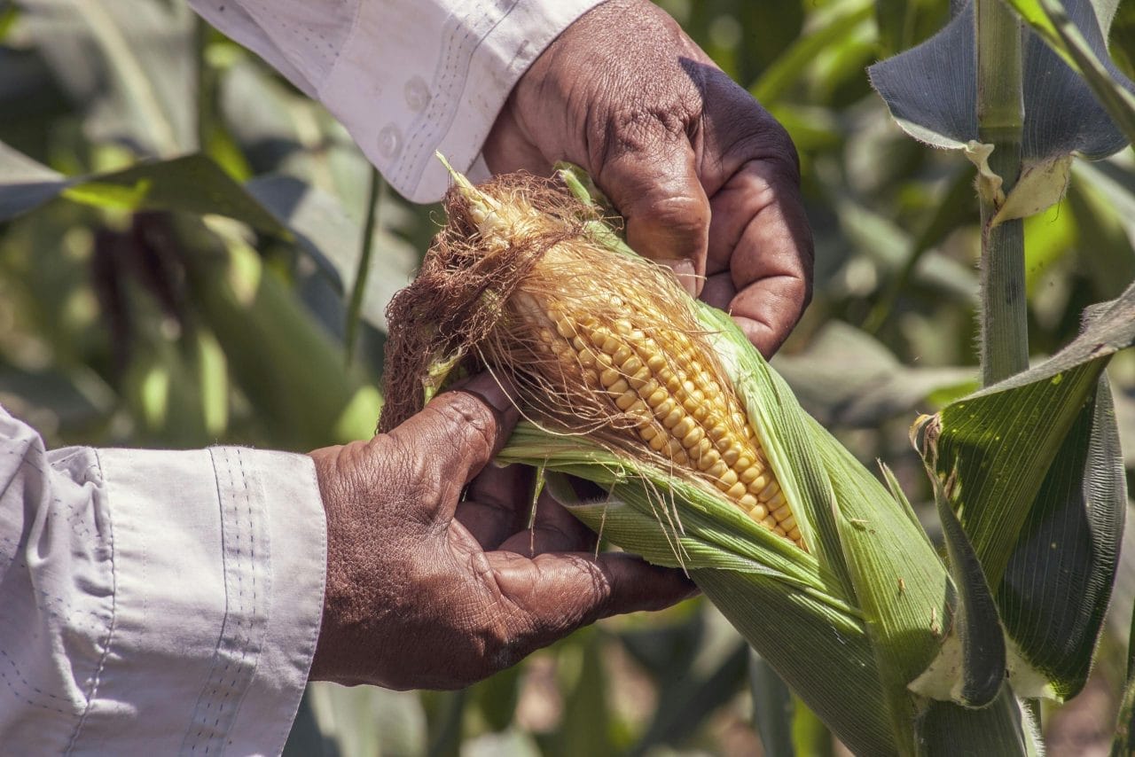 Close-up of a farmer inspecting fresh corn on the cob in a Colombian field.