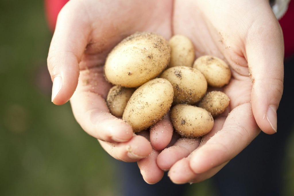 Close-up of freshly harvested baby potatoes held in hands. Ideal for farming and food themes.